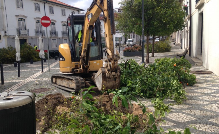 cerejeiras-de-jardim-substituem-laranjeiras-no-terreiro-3717