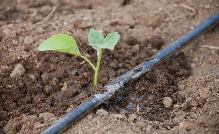 alteracoes-climaticas-obrigam-a-adaptar-regadio-no-vale-do-lis-para-garantir-disponibilidade-de-agua