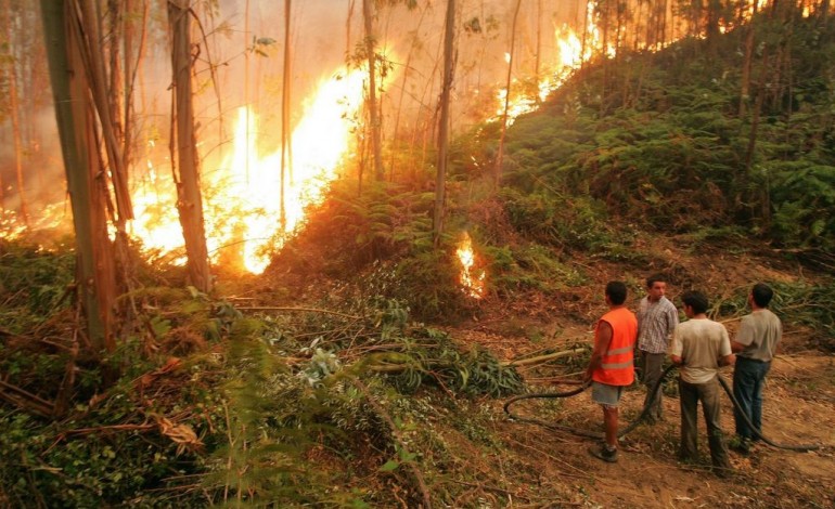 incendio-em-figueiro-dos-vinhos-mobiliza-144-bombeiros-4819