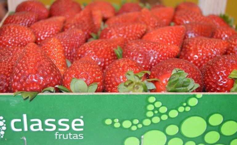 frutas-classe-vence-categoria-do-premio-nacional-de-agricultura