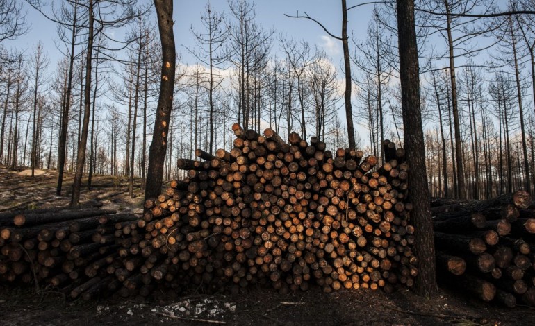 esta-rearborizada-12percent-da-area-ardida-no-pinhal-de-leiria-e-o-objectivo-de-regeneracao-natural-falhou-em-30percent