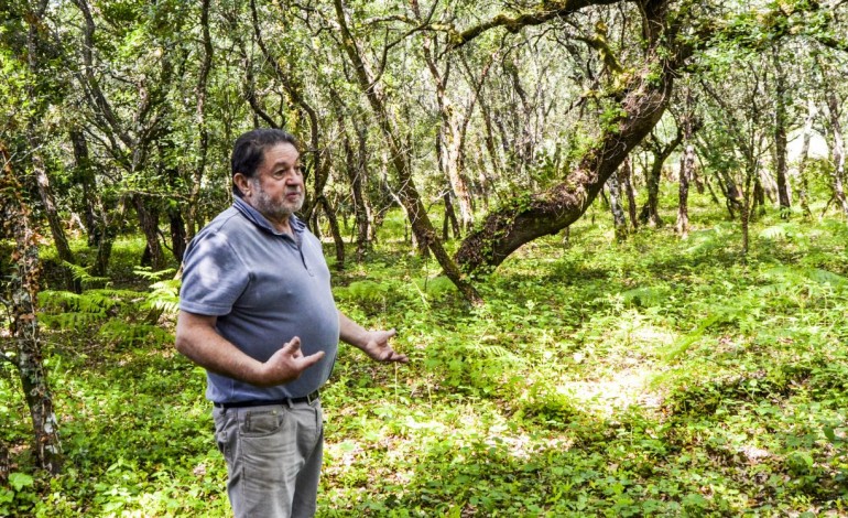 zona-industrial-vai-sacrificar-dezenas-de-azinheiras-e-sobreiros-em-alvaiazere-8877