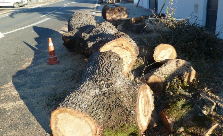 infraestruturas-de-portugal-justifica-corte-de-arvores-com-questoes-de-seguranca-9715