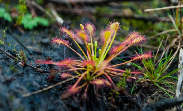 Algumas das espécies de flora existentes na Charneca representam as maiores populações conhecidas mundialmente