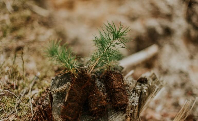 geota-quer-plantar-650-mil-arvores-no-pinhal-de-leiria-entre-pinheiro-bravo-e-especies-autoctones