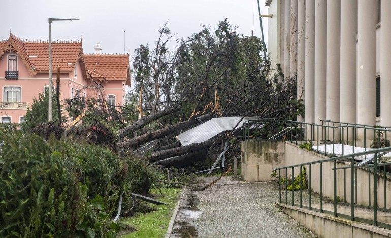 um-quarto-das-arvores-inventariadas-pela-camara-de-leiria-foram-destruidas