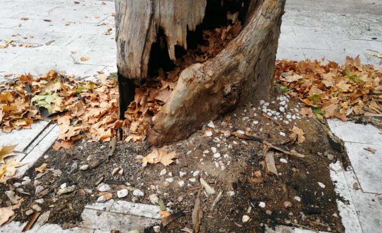 platano-danificado-em-acto-de-vandalismo-no-parque-do-aviao-vai-ser-abatido-na-segunda-feira