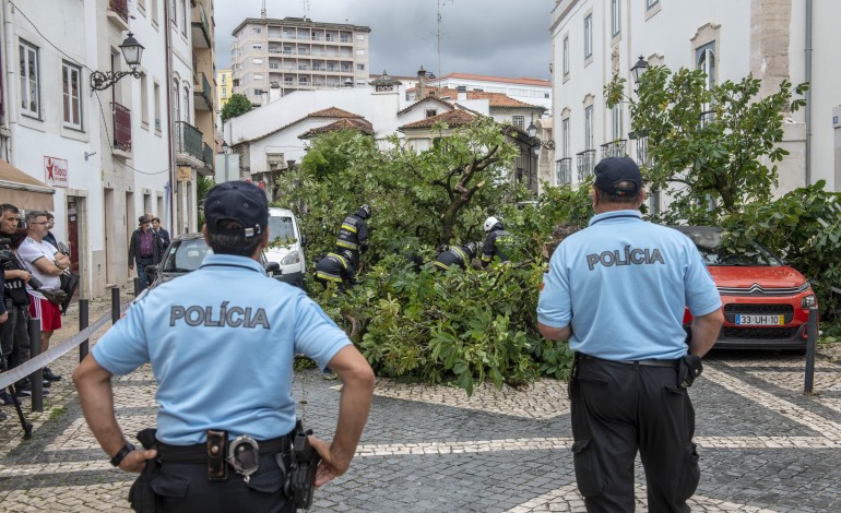 Árvore caiu hoje pelas 11:30 horas