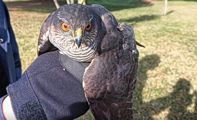 policia-recolhe-gaviao-juvenil-e-devolve-raposa-ao-seu-habitat-natural