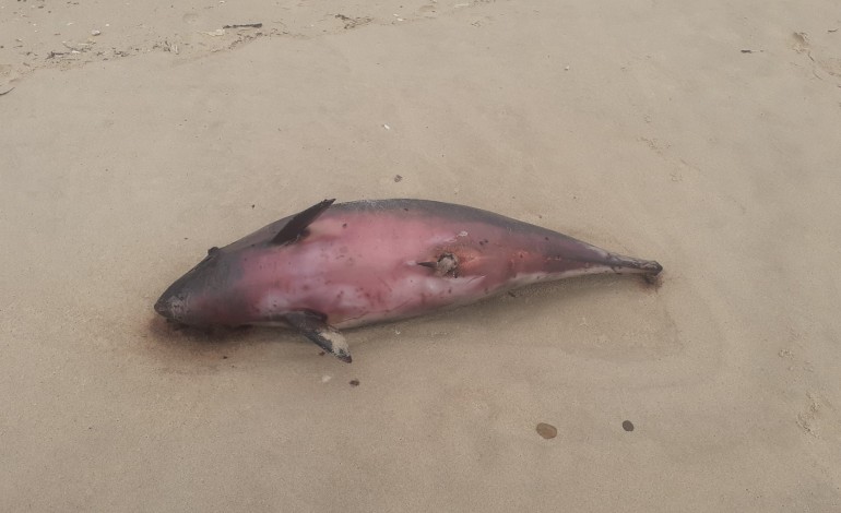 cria-de-baleia-deu-a-costa-na-praia-da-vieira