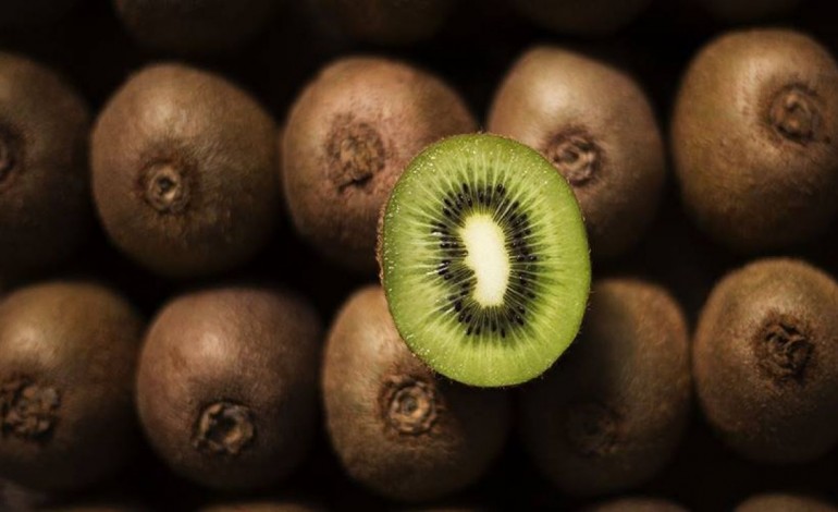 negocio-do-kiwi-incentiva-novos-pomares-e-agricultores-em-pombal-7297