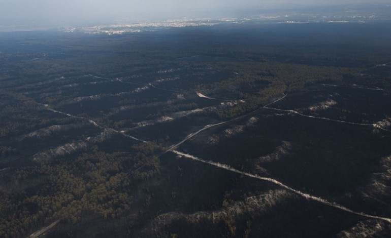 la-para-julho-havera-plano-de-reflorestacao-do-pinhal-de-leiria-8001