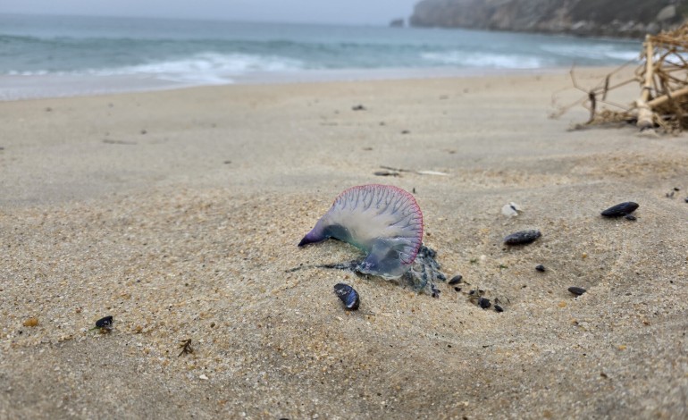 nazare-alerta-para-presenca-de-caravelas-portuguesas-nas-praias-do-concelho
