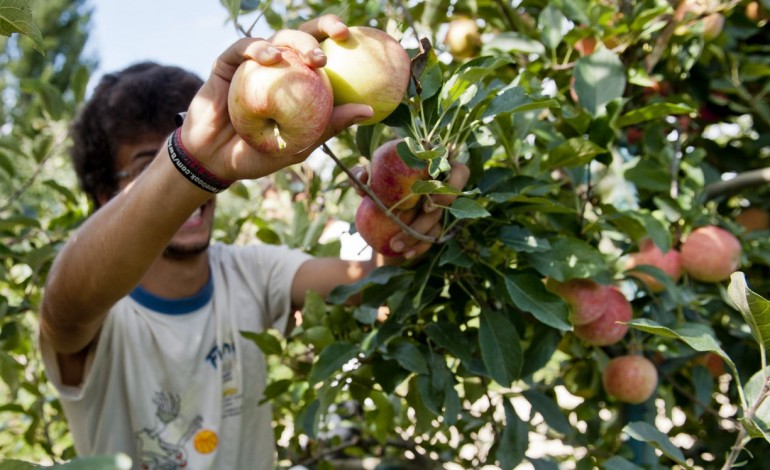 maca-portuguesa-ja-pode-ser-exportada-para-a-guatemala-7143