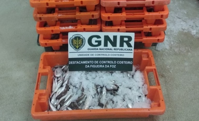 gnr-deita-a-mao-a-355-quilos-de-pescada-abaixo-do-tamanho-legal