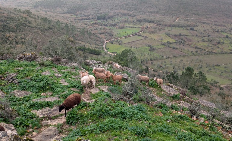 João Forte caminhou cerca de 1700 kms sem sair de Ansião