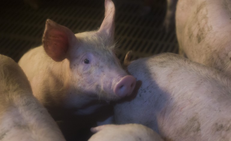 sem-luz-um-mes-apos-a-kristin-suinicultores-dizem-que-ha-muitas-dezenas-de-exploracoes-afectadas