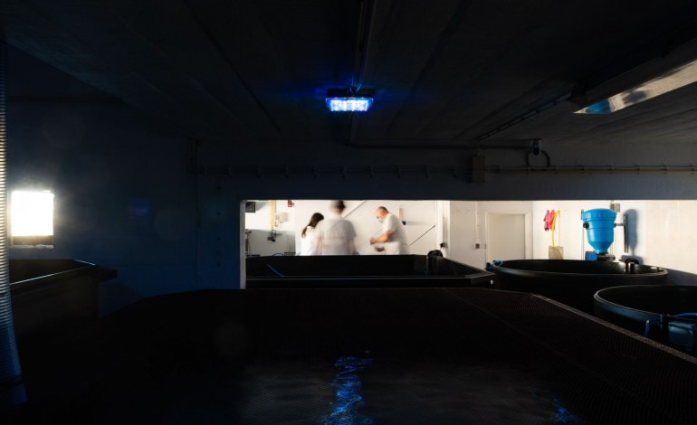 194 milhões de euros é a avaliação total atingida pelas startups ligadas ao mar