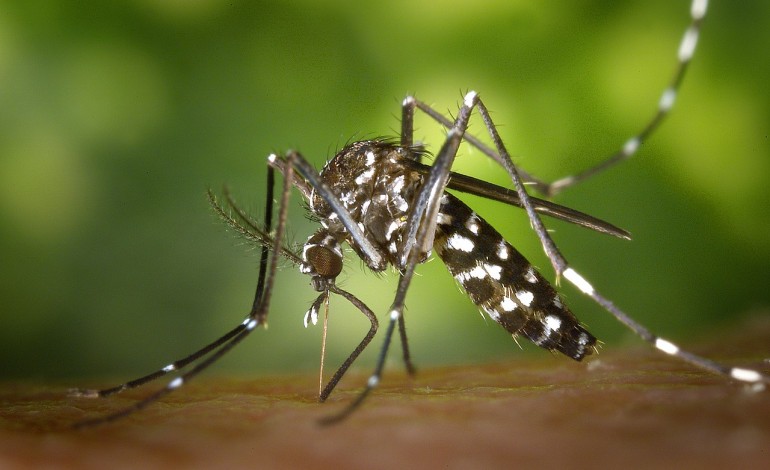 dgs-detecta-mosquito-transmissor-de-dengue-e-zika-no-concelho-de-pombal