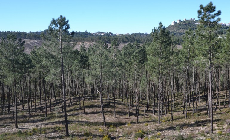 peticao-em-ourem-pede-parque-da-cidade-no-pinhal-do-rei