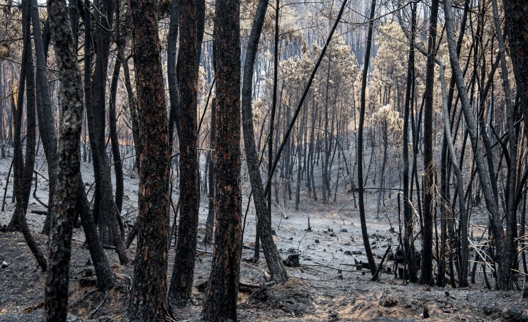 filme-de-dicaprio-sobre-incendio-em-pedrogao-grande-exibido-em-portugal