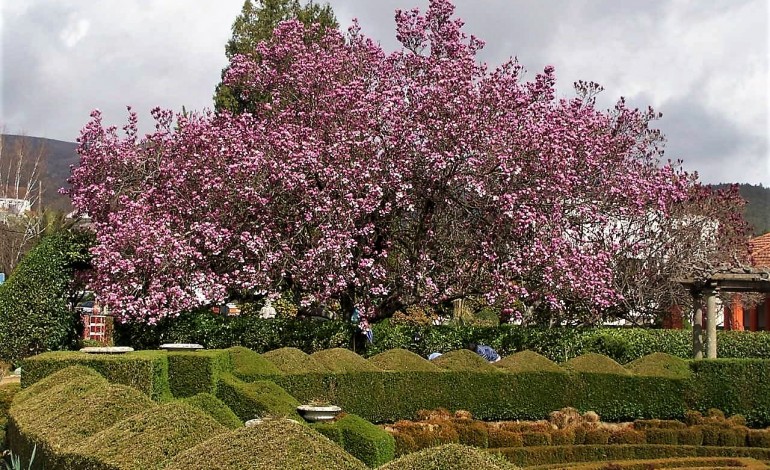 Magnólia localiza-se no Jardim da Casa da Criança Rainha Dona Leonor