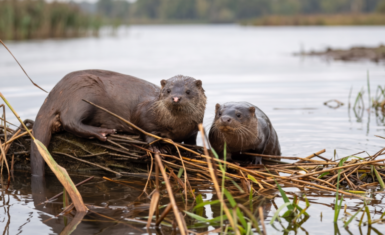 lontra-atropelada-chama-atencao-para-flagelo-que-mata-animais-selvagens