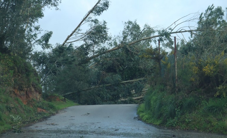 ourem-promove-plantacao-de-arvores-nas-freguesias