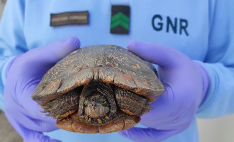 Tartaruga- de-ouvido-vermelho (Trachemys scripta elegans) encontrada no rio Arunca, na zona de Pombal,