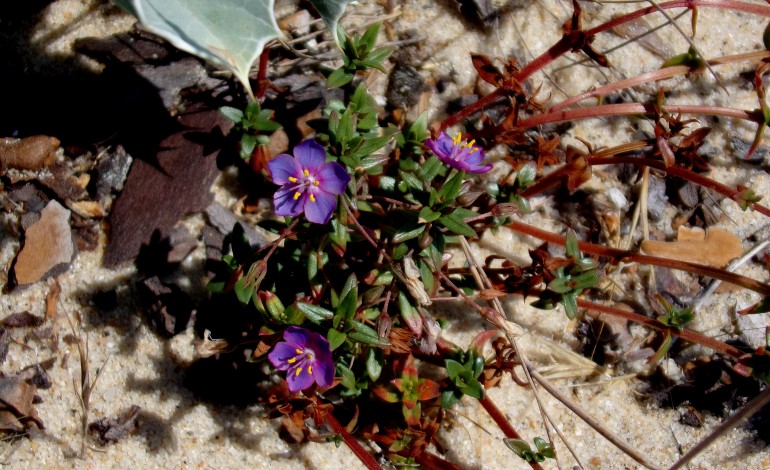 Descoberta inédita no concelho de Pombal