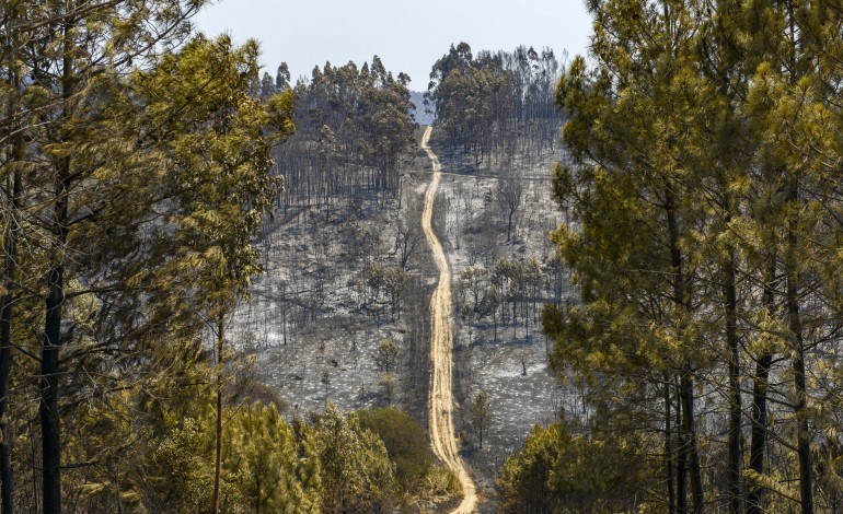 Chamas destruiram zonas de floresta, oficinas e habitações nos concelhos de Alvaiázere, Ansião, Leiria e Pombal