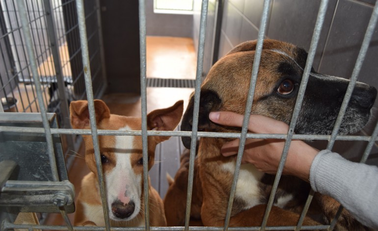 centro-de-recolha-de-animais-de-porto-de-mos-promove-dia-aberto