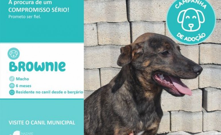 nazare-lanca-campanha-de-adopcao-de-animais