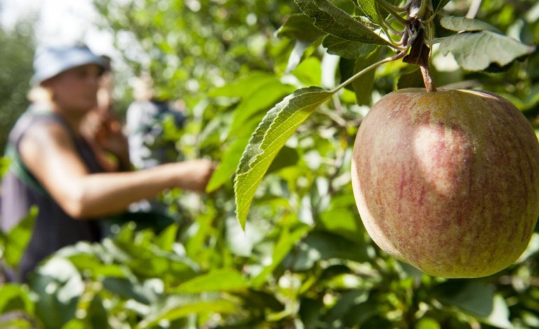 distrito-ja-exportou-293-milhoes-de-euros-em-frutas-este-ano-7715