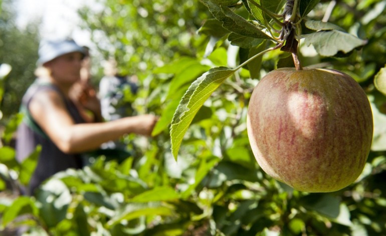 maca-de-alcobaca-com-quebras-de-producao-de-cerca-de-30-4955