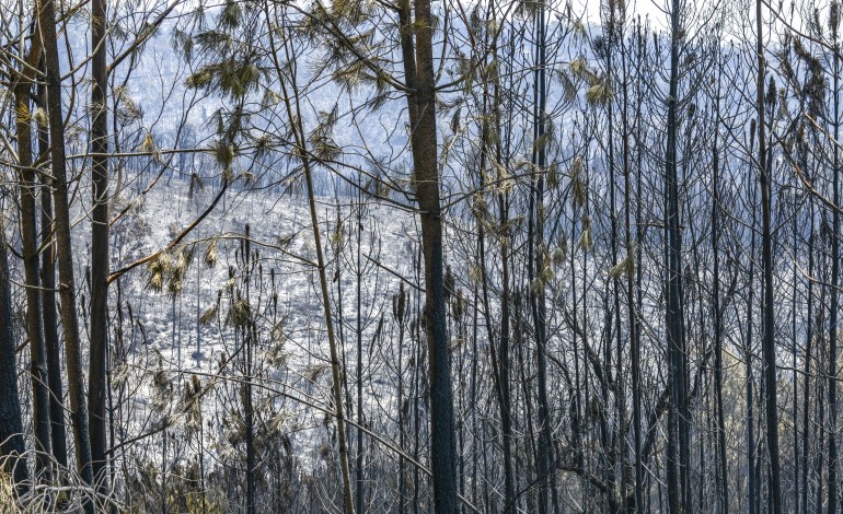 fogos-em-leiria-e-ourem-resolvidos