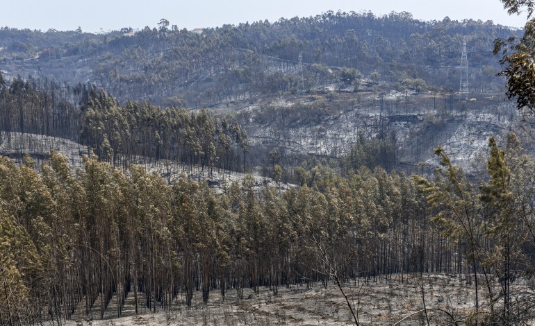 ministerio-publico-arquiva-inquerito-aos-fogos-de-julho-de-2022-no-concelho-de-leiria