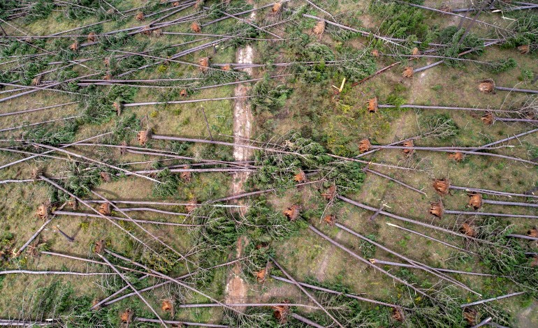 O que restava do Pinhal de Leiria, à semelhança das restantes plantações de eucaliptos na região foram derrubadas