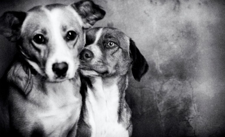 festa-das-sopas-para-ajudar-animais-na-marinha-3903