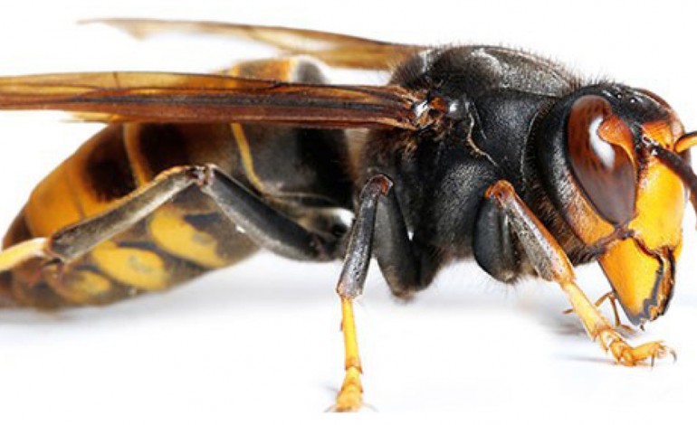 leiria-ja-exterminou-481-ninhos-de-vespa-asiatica