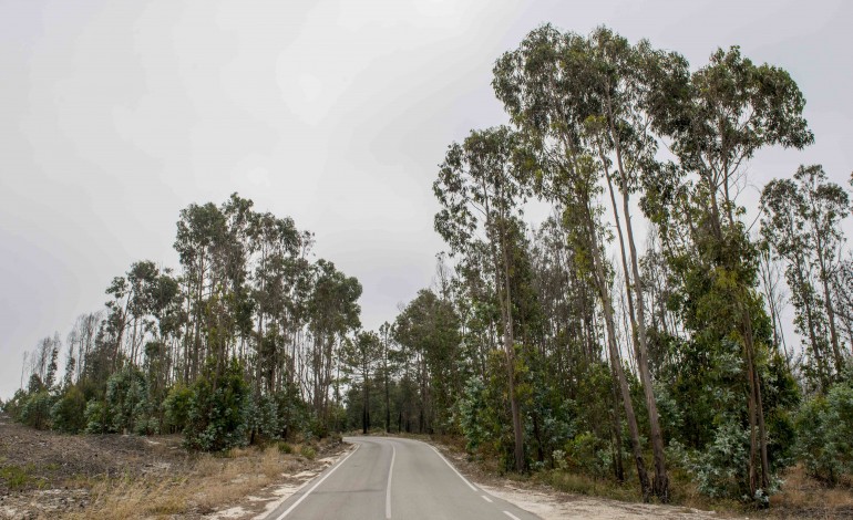 agricultura-no-distrito-de-leiria-eucalipto-substitui-floresta-no-interior-e-vigor-das-exportacoes-no-litoral