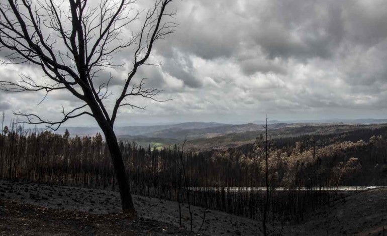 falta-pagar-51-milhoes-de-euros-do-apoio-a-empresas-afectadas-pelo-incendio-de-pedrogao-grande