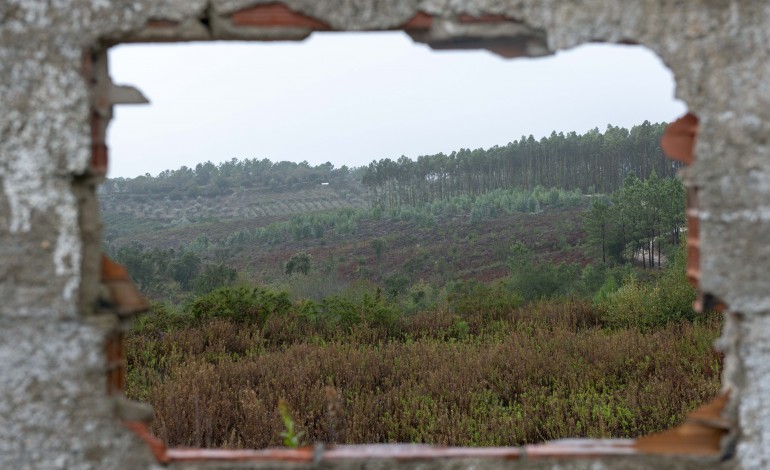 central-solar-do-juncal-cai-por-terra-apos-corte-de-20-hectares-de-floresta