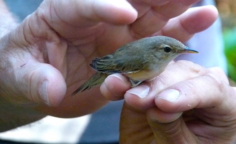 paul-da-tornada-realiza-accao-de-anilhagem-de-aves