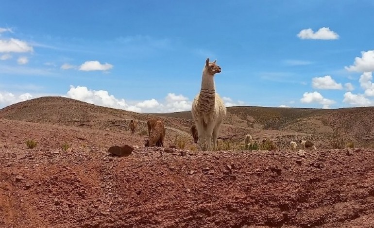 Os lamas são mamíferos nativos da América do Sul