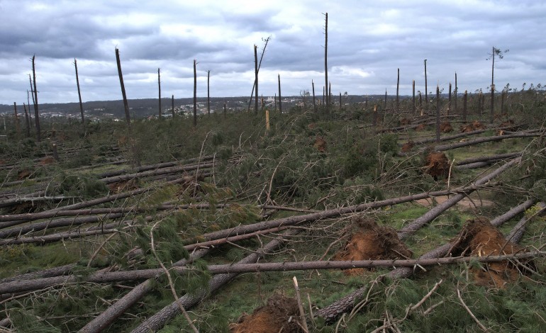 O que restava do Pinhal de Leiria, à semelhança das restantes plantações de eucaliptos na região foram derrubadas