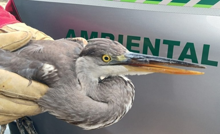 gnr-resgata-garca-real-em-pombal