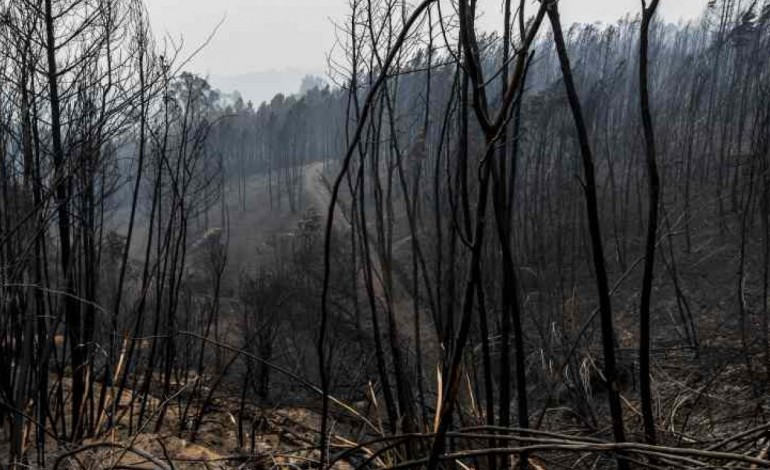 pedrogao-grande-incendio-destruiu-fabricas-e-deixou-mais-de-200-no-desemprego-6709