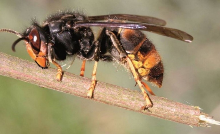 doze-ninhos-de-vespa-asiatica-detectados-na-marinha-grande-9673