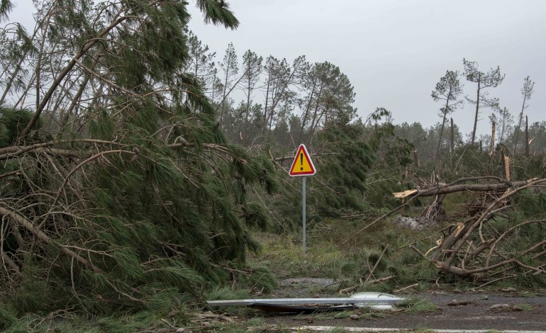 leiria-organiza-sessoes-nas-freguesias-sobre-limpeza-de-floresta